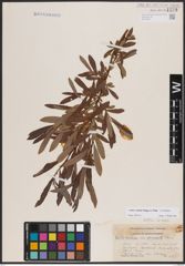 Foto von Salix candida Flüggé ex Willd.
